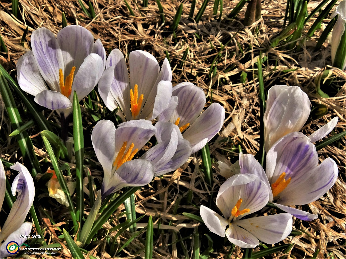 38 Al Monte Campo Crocus vernus bianchi-violetti .JPG